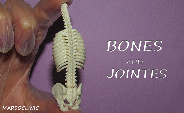 bone and joint 