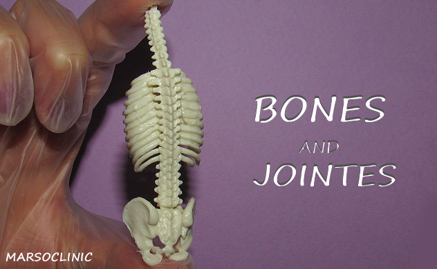 bone and joint