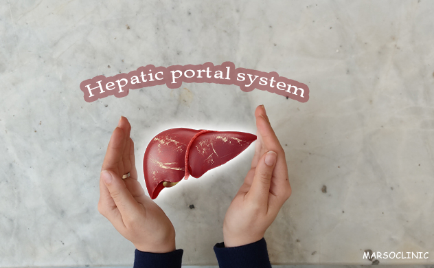 Hepatic portal system